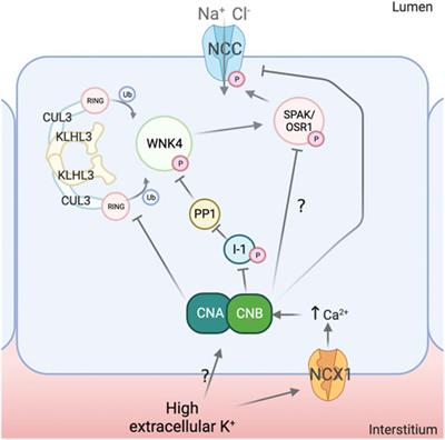 The serine-threonine protein phosphatases that regulate the thiazide-sensitive NaCl cotransporter